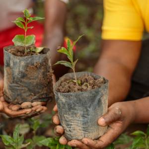 adopt a tree